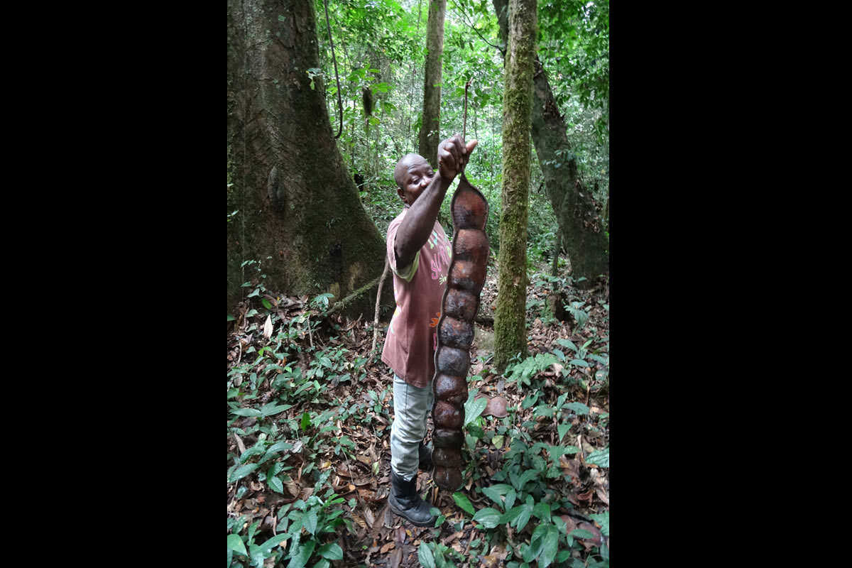 Las semillas del bejuco en el Parque Nacional de Monte Al&eacute;n
Durante el recorrido de reconocimiento en la selva h&uacute;meda de Monte Al&eacute;n, en el &aacute;rea continental de Guinea Ecuatorial, bajo la vigilancia y cuidado de los gu&iacute;as del Parque Nacional, pudimos identificar algunas de las especies de &aacute;rboles con di&aacute;metros de tronco que sobrepasan los 3 metros, de los cuales cuelgan las lianas o bejucos, algunas de las cuales proporcionan vainas de semillas como las que el gu&iacute;a nos muestra en la imagen. Monte Al&eacute;n es uno de los espacios protegidos m&aacute;s emblem&aacute;ticos de Guinea Ecuatorial y de la cuenca del Congo, ya que en &eacute;l tienen su h&aacute;bitat los gorilas de llanura del pa&iacute;s. En este espacio natural se captur&oacute; &ldquo;copito de nieve&rdquo;, que fue entregado al investigador espa&ntilde;ol Jordi Sabater Pi (1922-2009). Este gorila albino se llev&oacute; en 1966 a la Pen&iacute;nsula y fue el reclamo para los visitantes del zoo de Barcelona hasta 2003, fecha en la que muri&oacute;.